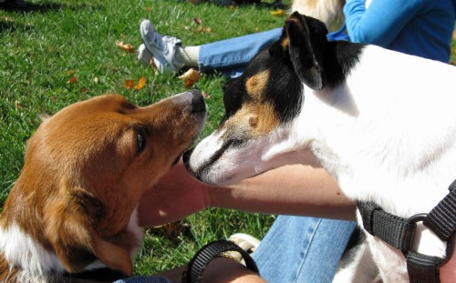 Scraps and Rags love each other at the dog park walk.